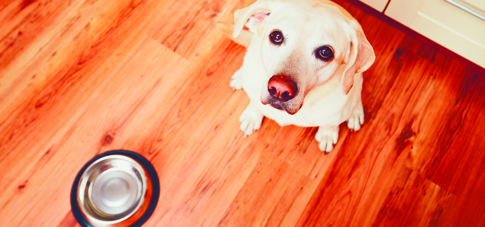 КОРМА ДЛЯ ЖИВОТНЫХ